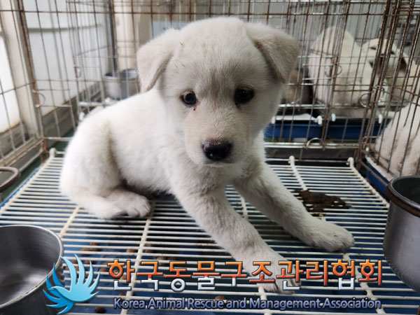 종료(입양) 믹스견…